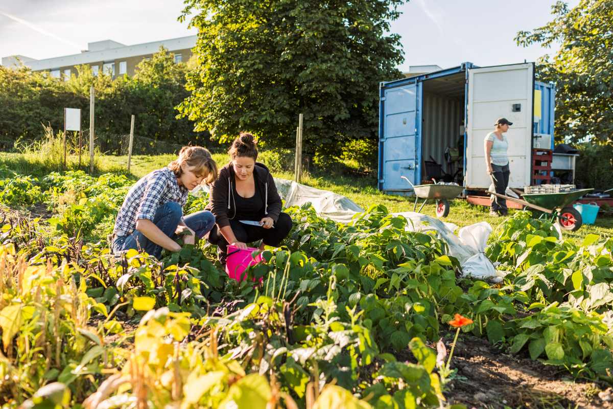 Gemeinschaftsgarten in Pforzheim anlegen – Schritt für Schri