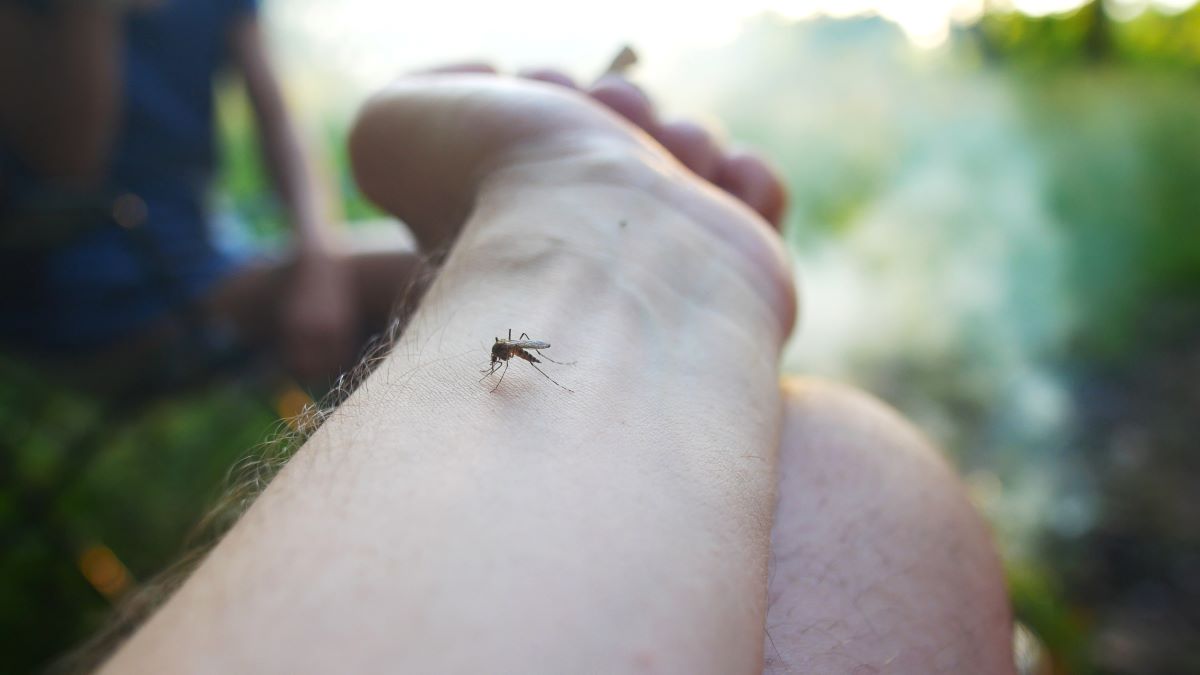Insektenstiche in Pforzheim: Erste Hilfe, richtige Behandlun