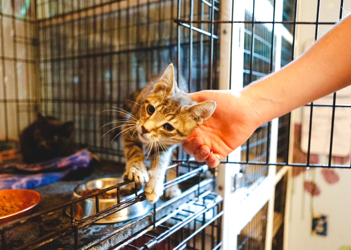 Katze mikrochippen in Pforzheim – warum es wichtig ist