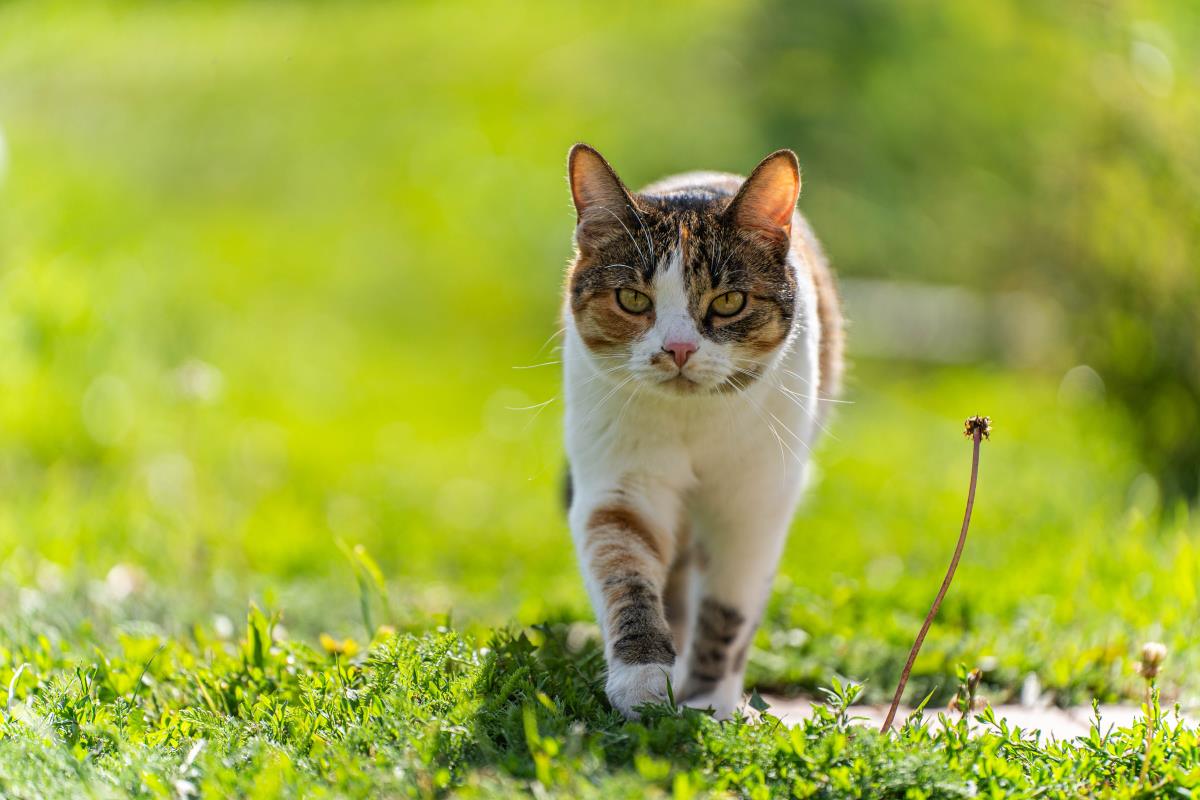 Katze freilaufend in Pforzheim – Rechte und Pflichten des Ha