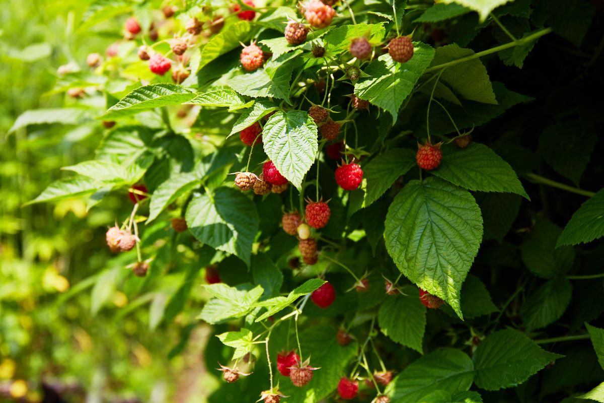 Streuobstwiese mit Hecke einfrieden in Pforzheim — was ist e