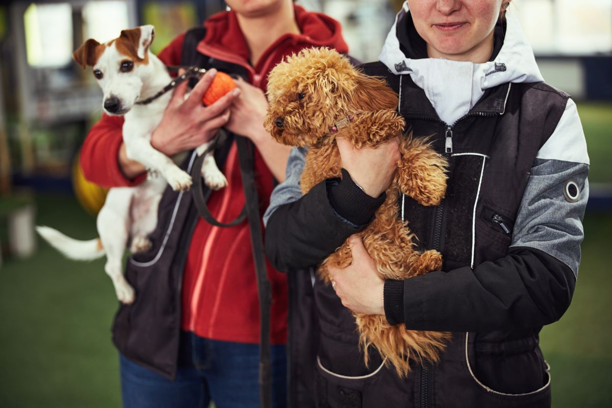 Tier adoptieren Pforzheim statt kaufen – Tipps
